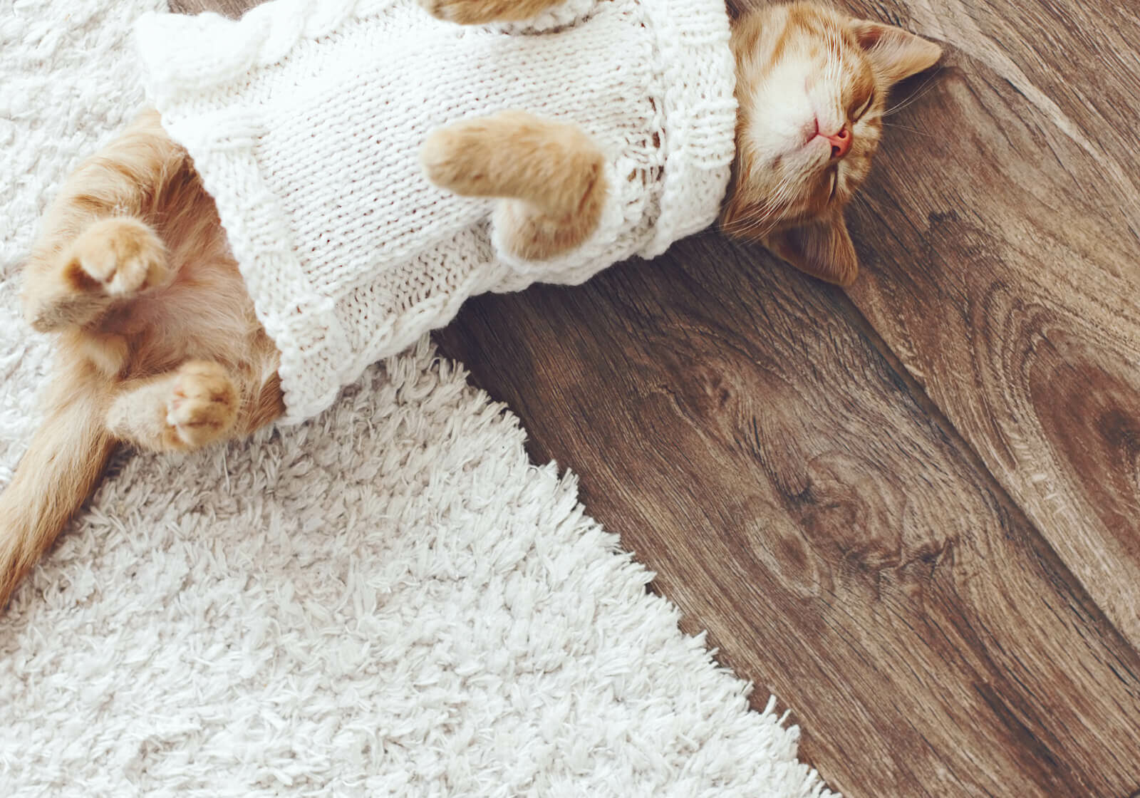 Cat on Hardwood | Location Carpet Inc.